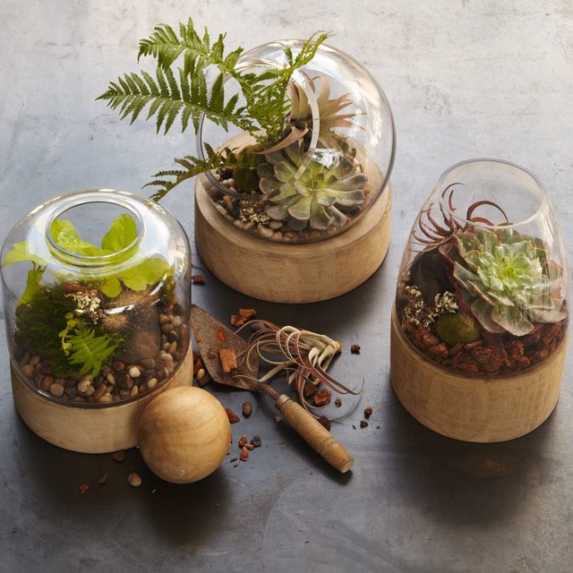 Glass Terrariums with Wood Base