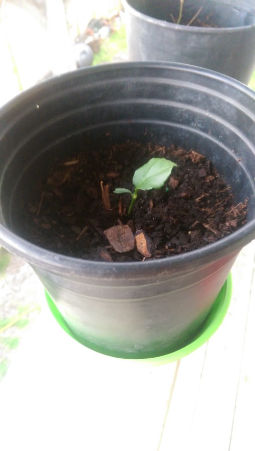 Why is my lemon tree not growing any branches?