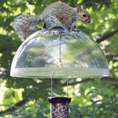 top 28 squirrel guard for bird feeders discount top 28 squirrel guard for bird feeders discount