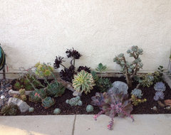 Grow a Garden of Succulents for Easy Beauty