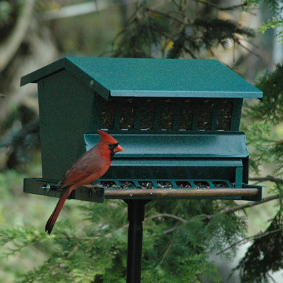 Bird,bird cage,bird bath,bird feeders,bird house