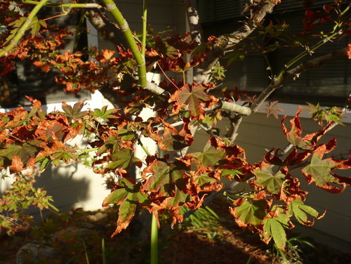 maple tree brown leaves the leaves of my japanese maple tree are turning brown any advice maple tree brown leaves the leaves of my japanese maple tree are turning brown any advice