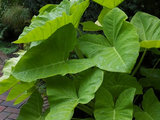 7 Tropical Wonders of the Plant World (7 photos) home design 7 Tropical Wonders of the Plant World (7 photos)