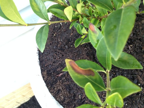 indoor gardenia brown leaves gardenia developing these brown spots indoor gardenia brown leaves gardenia developing these brown spots