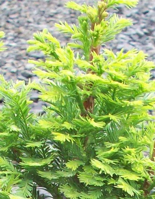 Lindseys Skyward Bald Cypress Landscape Seattle By Monrovia