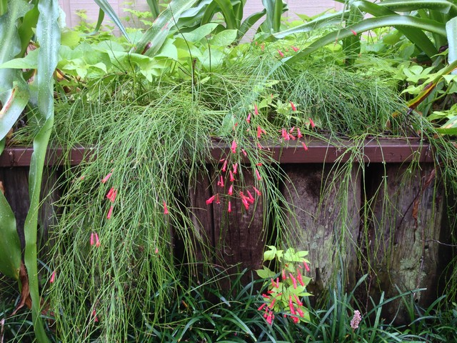 Great Groundcovers for the Tropics