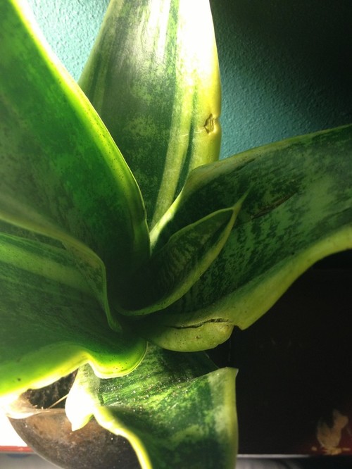 Snake Plant Wilting - National Gardening Association