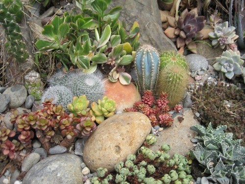 Some photos of my succulent rock garden.