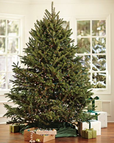 fresh blue ridge mountain christmas tree traditional fresh blue ridge mountain christmas tree traditional