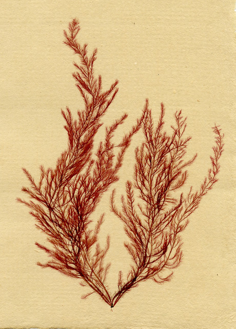 Marine Botanicals contemporary-artwork