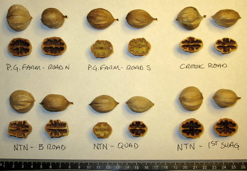 growing-hickory-and-hican-for-nut-production-2