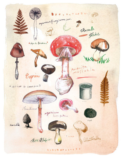 An illustrated guide to mushrooms. (Credit: houzz.com) 