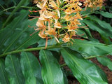 7 Tropical Wonders of the Plant World (7 photos) home design 7 Tropical Wonders of the Plant World (7 photos)