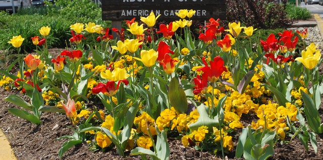Flowering Bulbs -- Tulips traditional-landscape