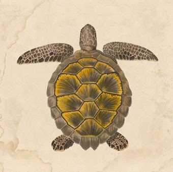 Turtle Artwork