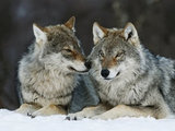 Nature’s Color Wisdom: Lesssons on Earth Tones From the Great Outdoors (9 photos) contemporary prints and posters Nature’s Color Wisdom: Lesssons on Earth Tones From the Great Outdoors (9 photos)