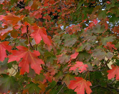 vine maple big leaf maple