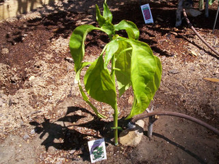 grow take does pepper