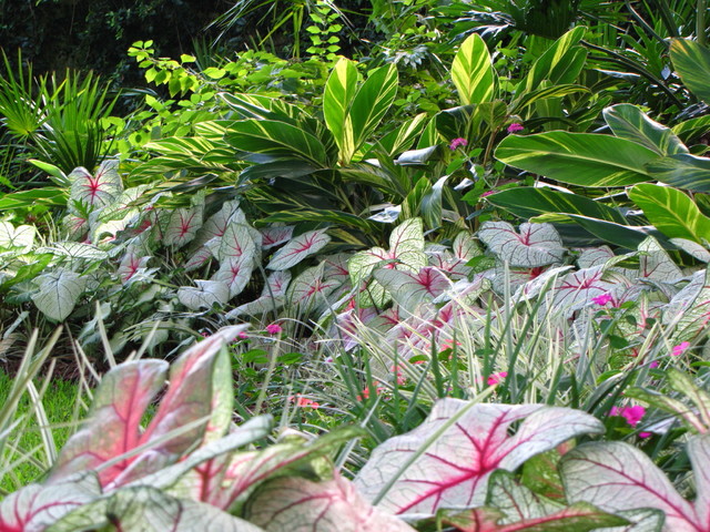 Brighten Shady Gardens with Tropical Plants