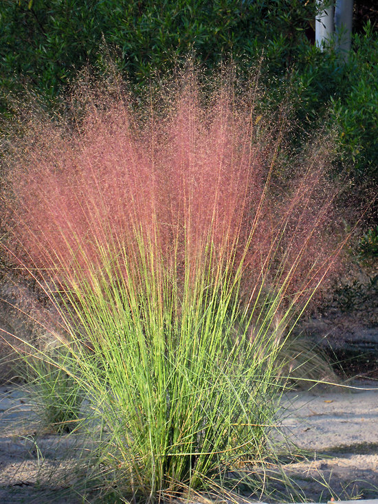 Bamboo Muhly