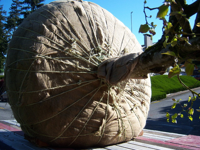 Landscape projects by classicnursery.com traditional landscape