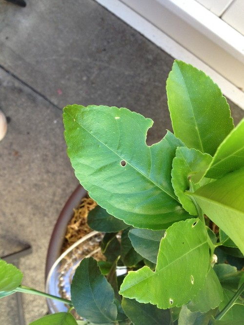 Meyer lemon tree leaves being eaten