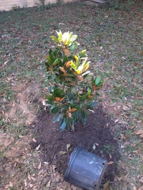 Can i transplant my little gem magnolia this weekend?