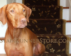 Pets on Stairs eclectic-pet-care