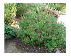 City says huge trees have to go. Need help with front yard.