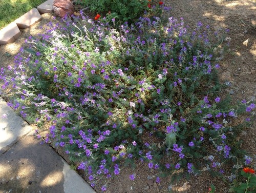 phoenix plant id purple flowers ground cover shade phoenix plant id purple flowers ground cover shade