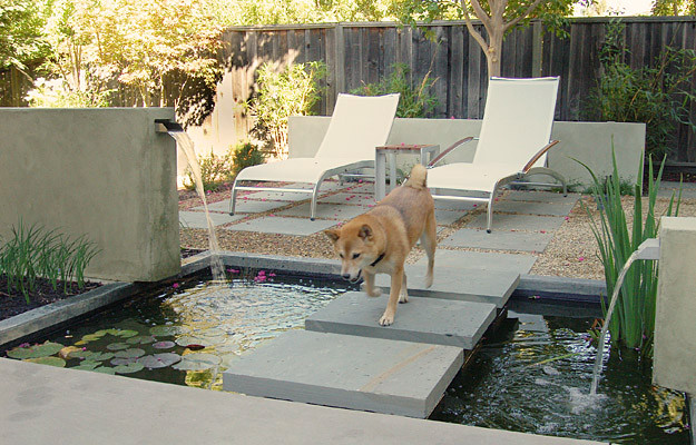 8 Backyard Ideas to Delight Your Dog