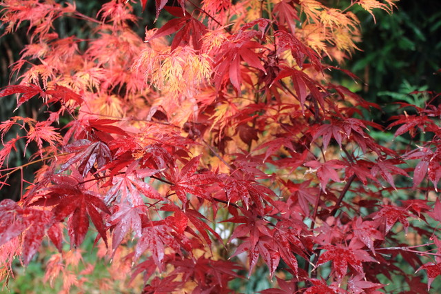 Lacy form and fiery fall color make Japanese maple a welcome tree ...