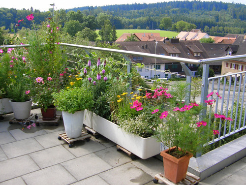 Balcony Garden — The Lovely Plants