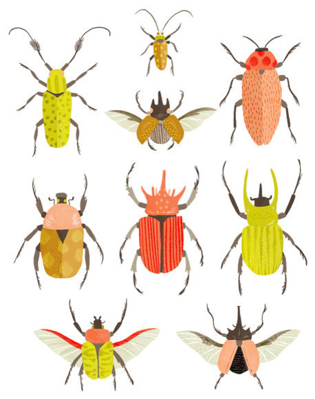 Beetle Identification