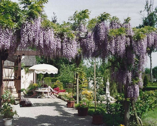 1,454 wisteria vine on a pergola Home Design Photos