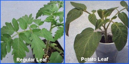 are-there-different-types-of-tomato-leaves