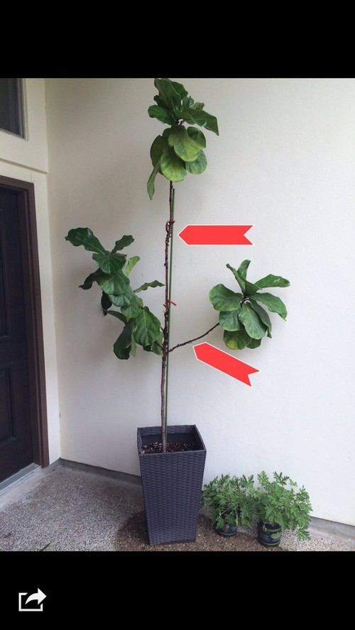 reputable online nurseries for fig trees reputable online nurseries for fig trees