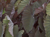 7 Tropical Wonders of the Plant World (7 photos) home design 7 Tropical Wonders of the Plant World (7 photos)