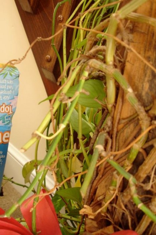 Yellowing leaves on Wandering Jew?