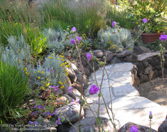 Calandrinia Shining Pink