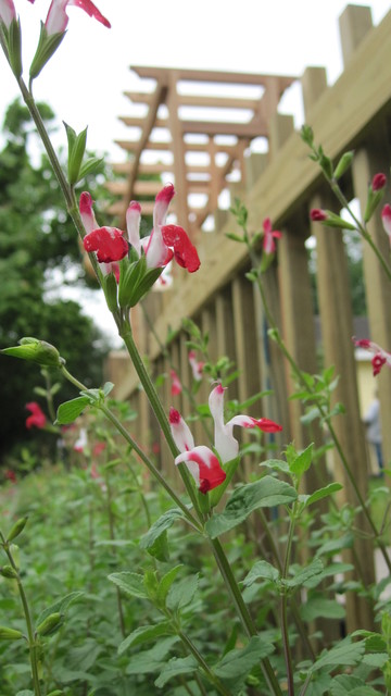 Cottage garden with cedar fence. traditional-landscape