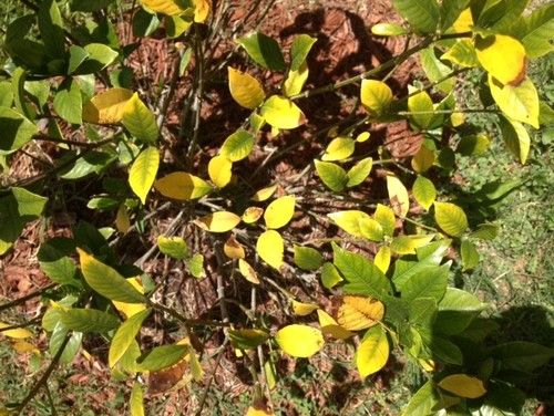 indoor gardenia brown leaves gardenia leaves turning yellow indoor gardenia brown leaves gardenia leaves turning yellow