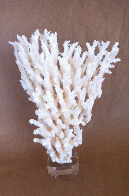 decorative white coral on acrylic base - home decor - los