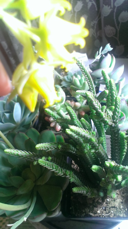 watering succulents how often how much and when watering succulents how often how much and when