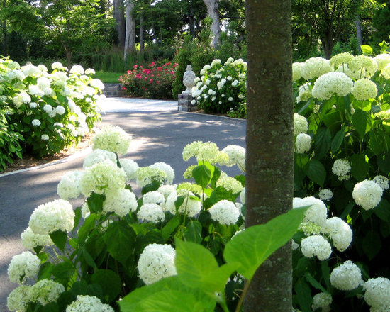 Annabelle Hydrangea Home Design Ideas, Pictures, Remodel and Decor