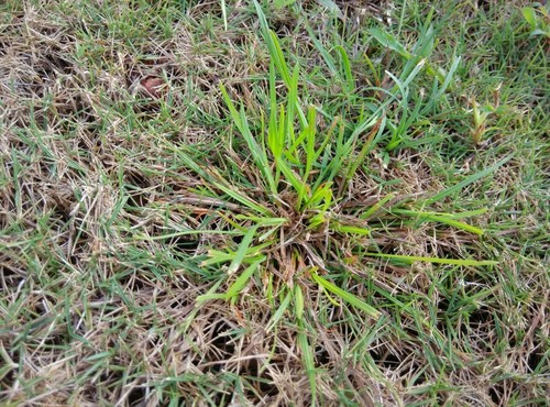 Download Does Bermuda Grass Get Brown Patch Free Backupertv