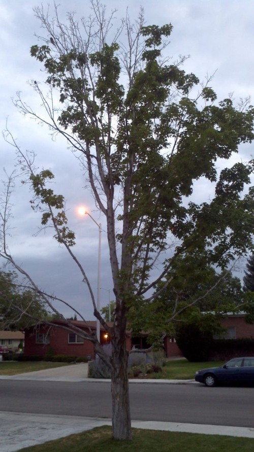 maple tree dead branches half of maple tree dead what to do maple tree dead branches half of maple tree dead what to do