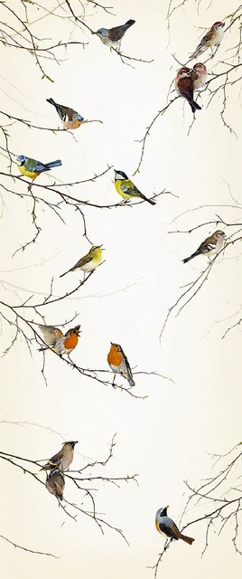 National Geographic Birdwatching Wallpaper - Eclectic - Wallpaper