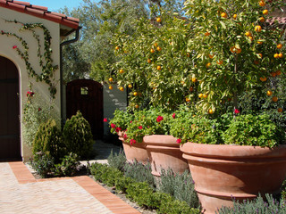 Courtyard fruit trees