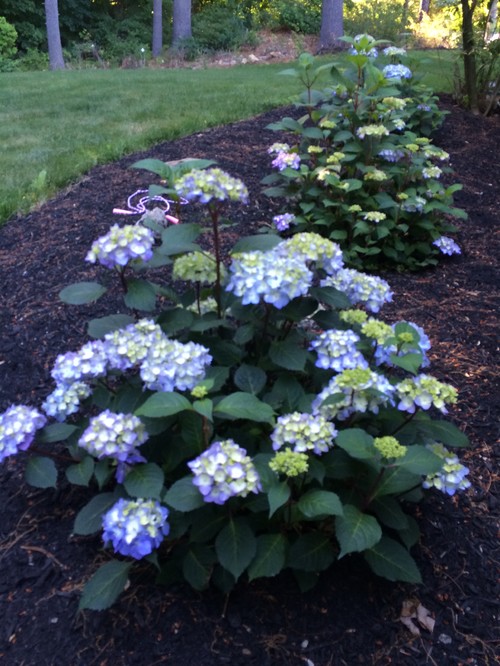 Hydrangea Bloomstruck!